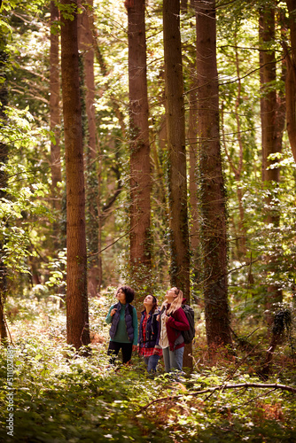 Group Of Young Female Friends On Camping Holiday Hiking Through Woods And Enjoying Nature Together