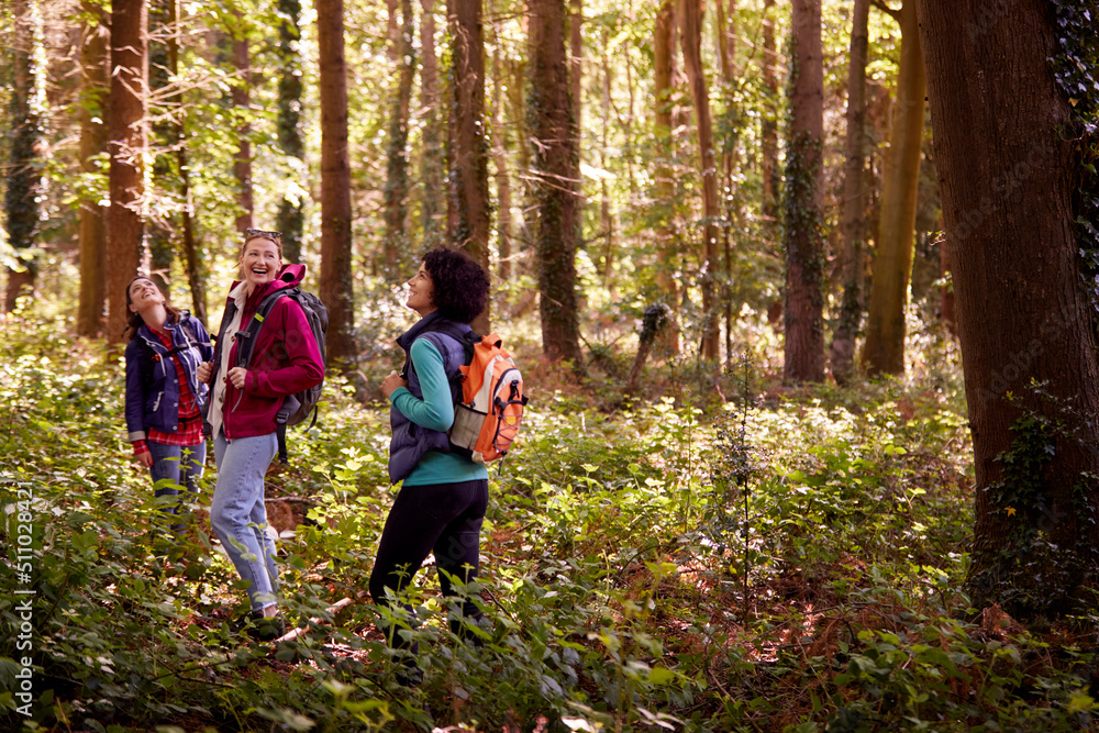 Group Of Young Female Friends On Camping Holiday Hiking Through Woods And Enjoying Nature Together Group Of Young Female Friends On Camping Holiday Hiking Through Woods And Enjoying Nature Together