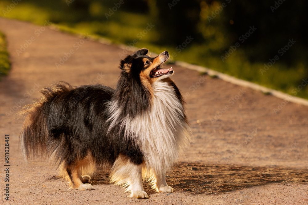 Obraz premium Happy dog standing on footpath at sunset.