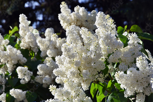 Blooming lilac trees in the garden in Moscow.