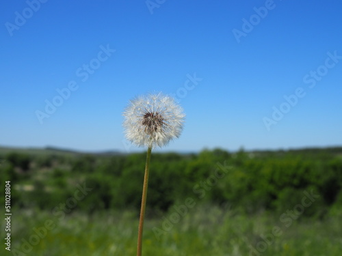 Closed Bud of a dandelion. Dandelion white flowers in green grass. High quality photo