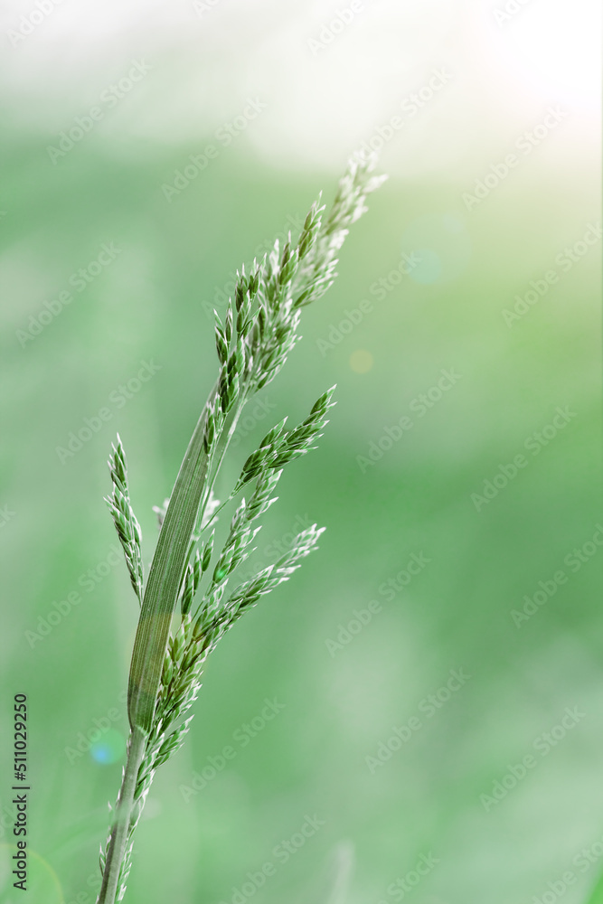 Soft focus Close-Up of stems grass