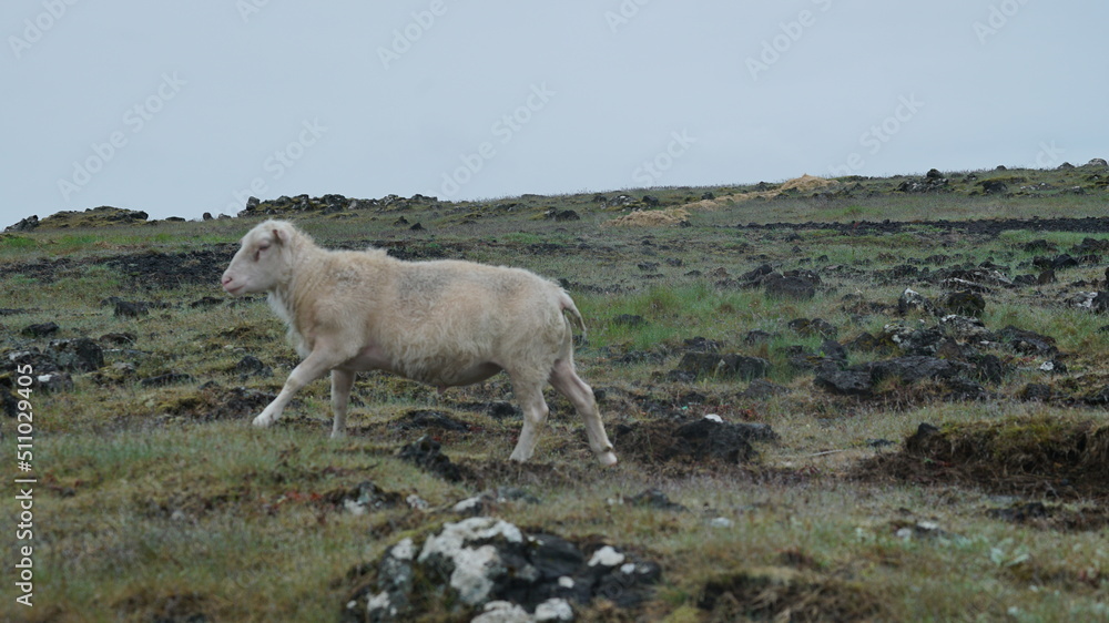 Schaf in Iceland