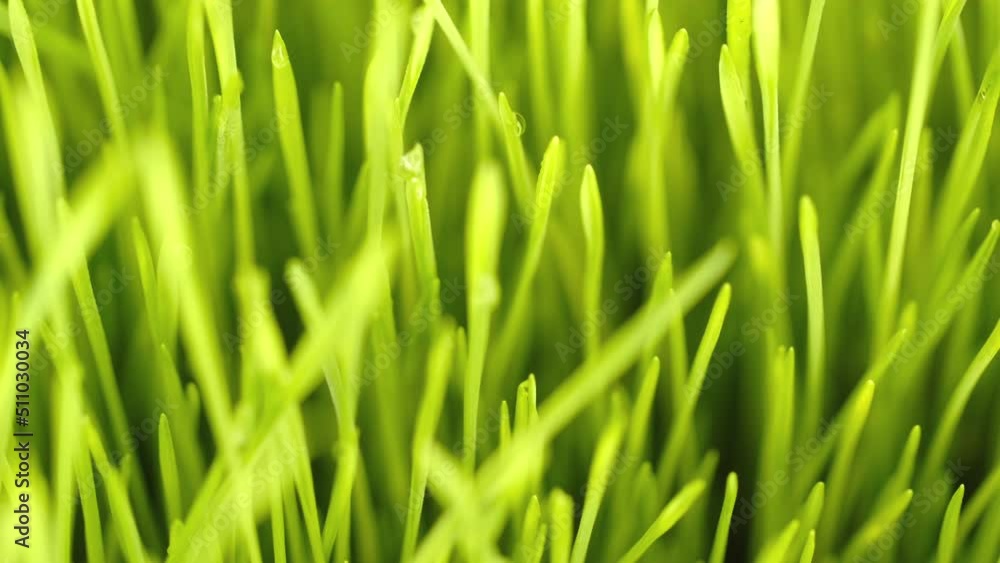 Green grass close-up. Grass in slow motion. Closeup rotation Green grass close-up. Grass in slow motion. Closeup rotation