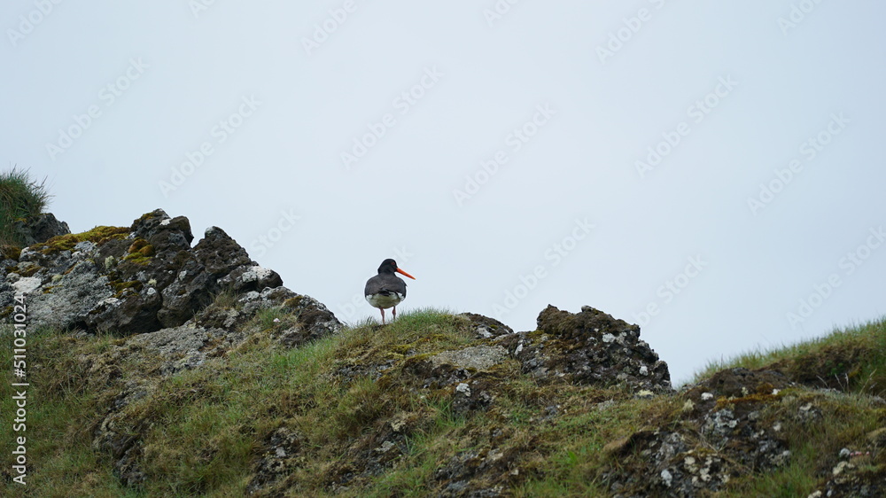 Vogel in Hópsnesviti, Iceland Vogel in Hópsnesviti, Iceland