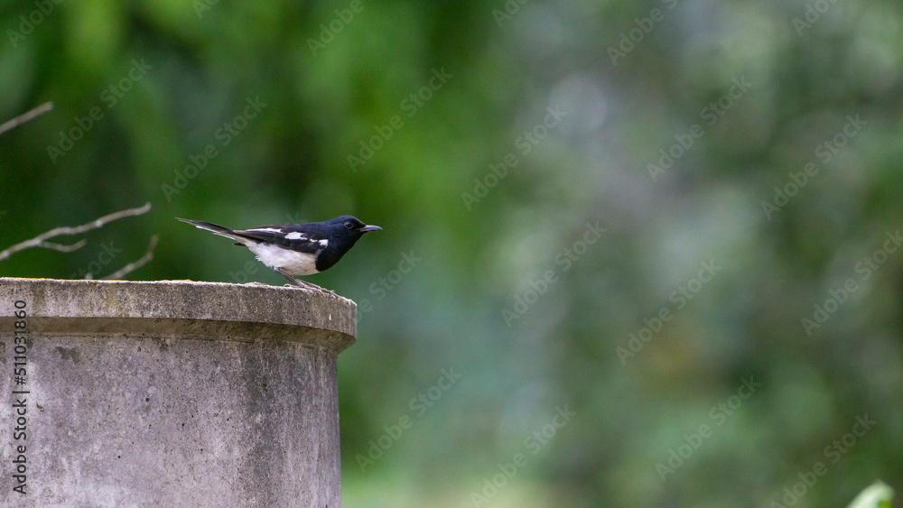 Naklejka premium Hi! Robin.