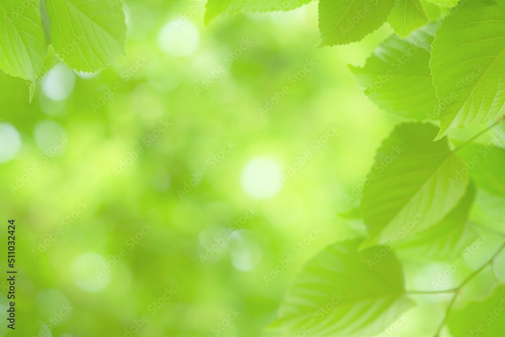 close up of bodhi tree leaves close up of bodhi tree leaves