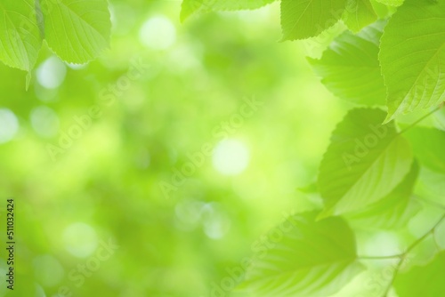 close up of bodhi tree leaves © 百合 須藤