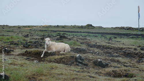 Fototapeta Naklejka Na Ścianę i Meble -  Schaf in Iceland