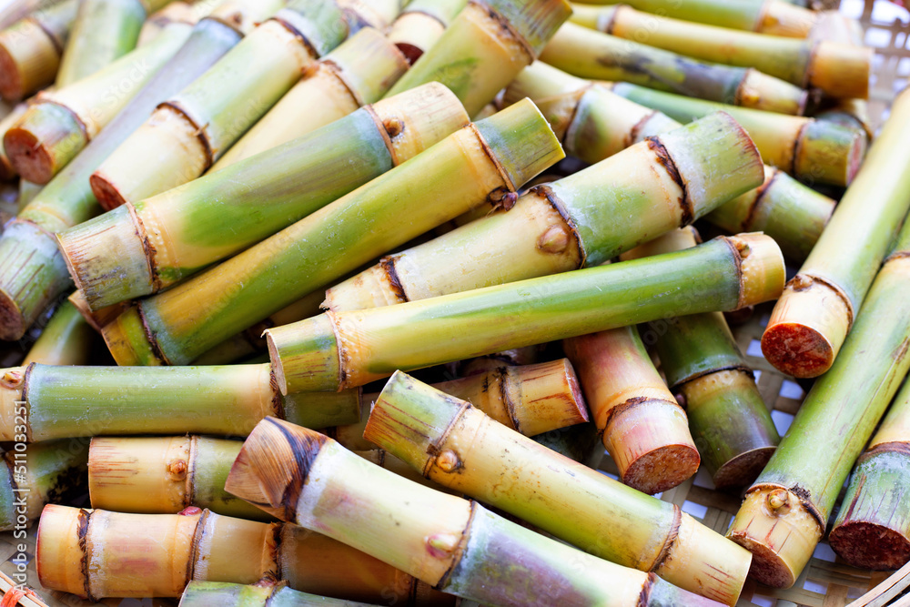 Fresh sugarcane cut for planting Fresh sugarcane cut for planting