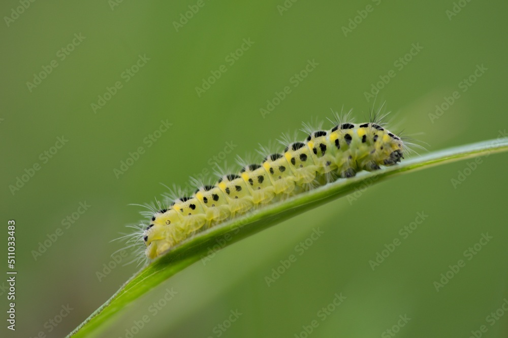 Yellow caterpillar with black dots of the butterfly Zygaena filipendulae. Yellow caterpillar with black dots of the butterfly Zygaena filipendulae.