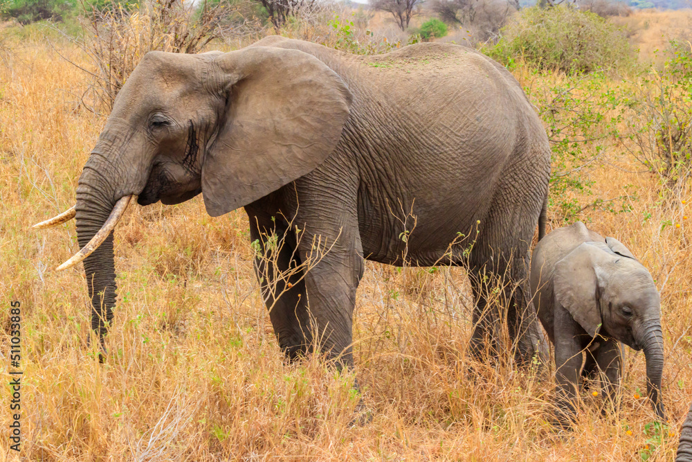 Fototapeta premium Mother and baby African elephants in Tarangire national park, Tanzania