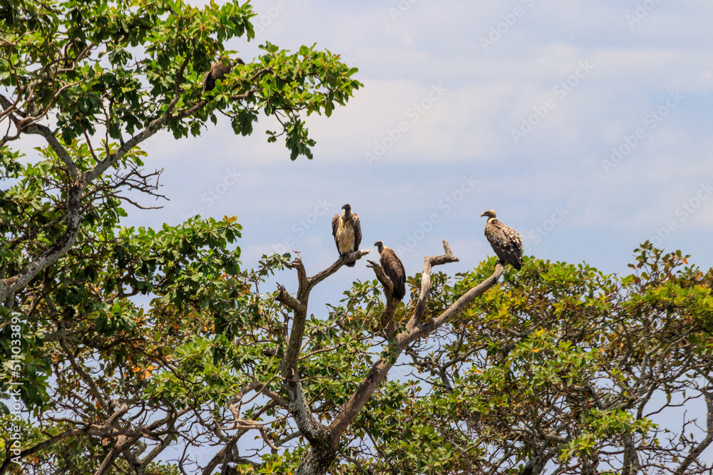 Flock of Cape vultures or Cape griffon (Gyps coprotheres), also known as Kolbe's vultures sitting on a tree in Serengeti national park, Tanzania Flock of Cape vultures or Cape griffon (Gyps coprotheres), also known as Kolbe's vultures sitting on a tree in Serengeti national park, Tanzania
