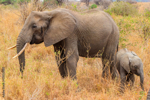 Mother and baby African elephants in Tarangire national park, Tanzania © olyasolodenko