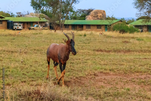 Topi antelope (Damaliscus lunatus jimela ) in Serengeti national park in Tanzania, Africa photo