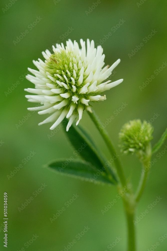 White clover (Trifolium repens) is a prostrate or creeping, white flowering herb cultivated for its high feed value. It is one of the most important clovers and is an almost cosmopolitan species. White clover (Trifolium repens) is a prostrate or creeping, white flowering herb cultivated for its high feed value. It is one of the most important clovers and is an almost cosmopolitan species.