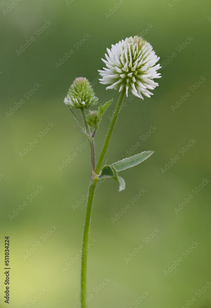 White clover (Trifolium repens) is a prostrate or creeping, white flowering herb cultivated for its high feed value. It is one of the most important clovers and is an almost cosmopolitan species. White clover (Trifolium repens) is a prostrate or creeping, white flowering herb cultivated for its high feed value. It is one of the most important clovers and is an almost cosmopolitan species.