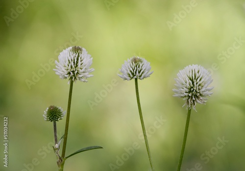 White clover  Trifolium repens  is a prostrate or creeping  white flowering herb cultivated for its high feed value. It is one of the most important clovers and is an almost cosmopolitan species.