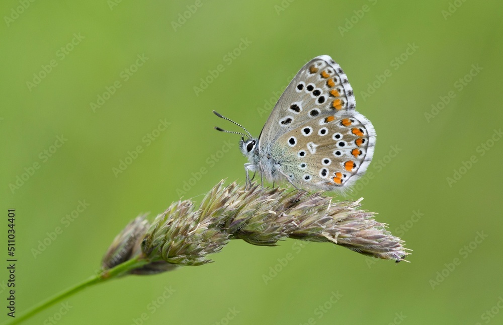 Obraz premium Butterfly Lepidoptera Euplagia quadripunctaria