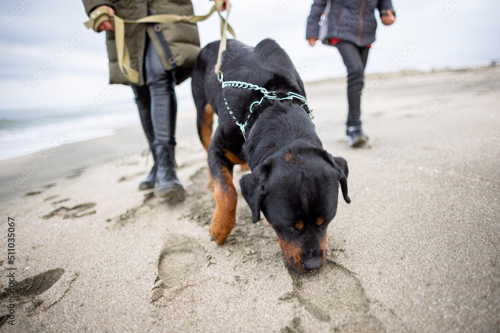 Mom and girl walk on the beach with a Rottweiler dog in cold weather Mom and girl walk on the beach with a Rottweiler dog in cold weather