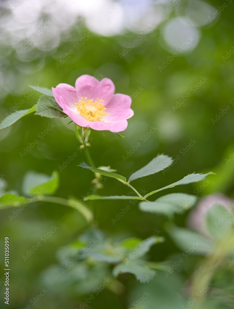 Pink rose petal flower background Pink rose petal flower background