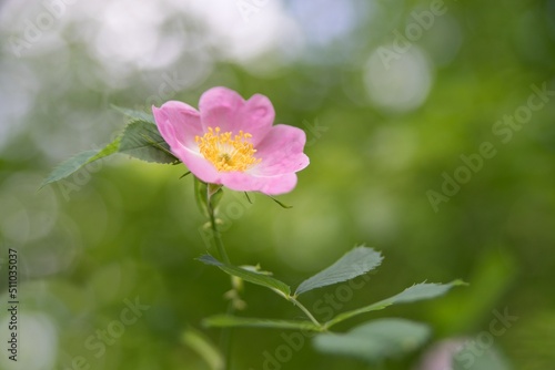 Fototapeta Naklejka Na Ścianę i Meble -  Pink rose petal flower background