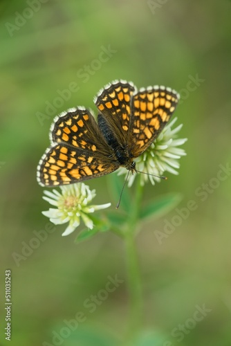 Brown butterfly on a flower on a summer meadow