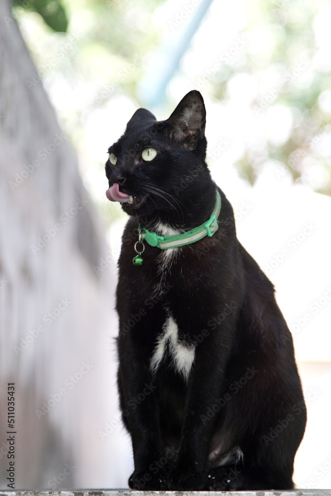 Portrait of black cat sitting on staircase