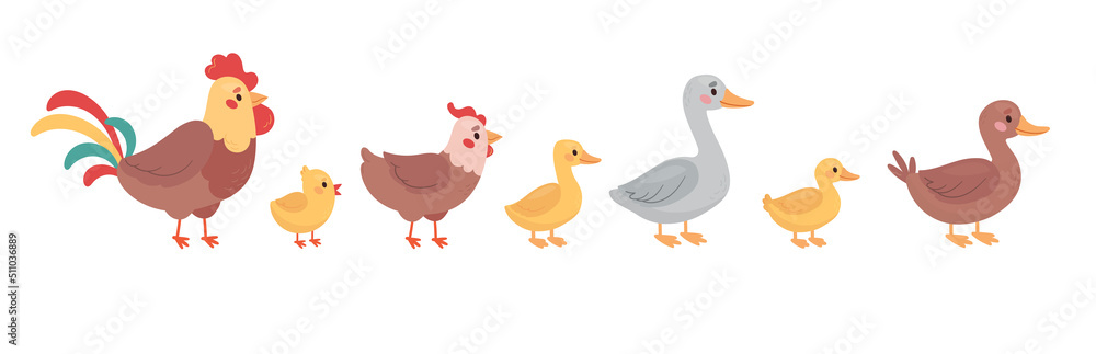 Poultry set vector illustration in cartoon style. Bird family, rooster, hen, chick, goose, gosling, duck and duckling. Cute colorful farm characters