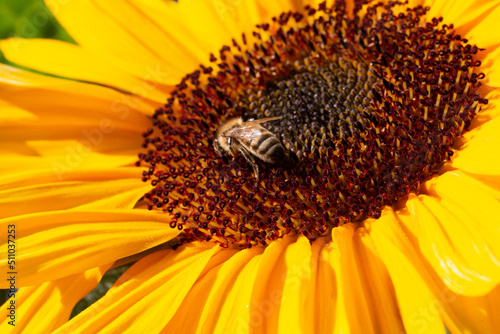 Abeille recueillant le nectar d'une fleur de tournesol, en pleine journée ensoleillé