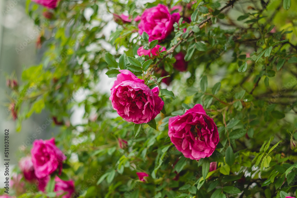 A bush with lush pink roses in a flower garden. A bush with lush pink roses in a flower garden.