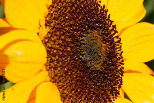 Tournesol tourné vers le soleil