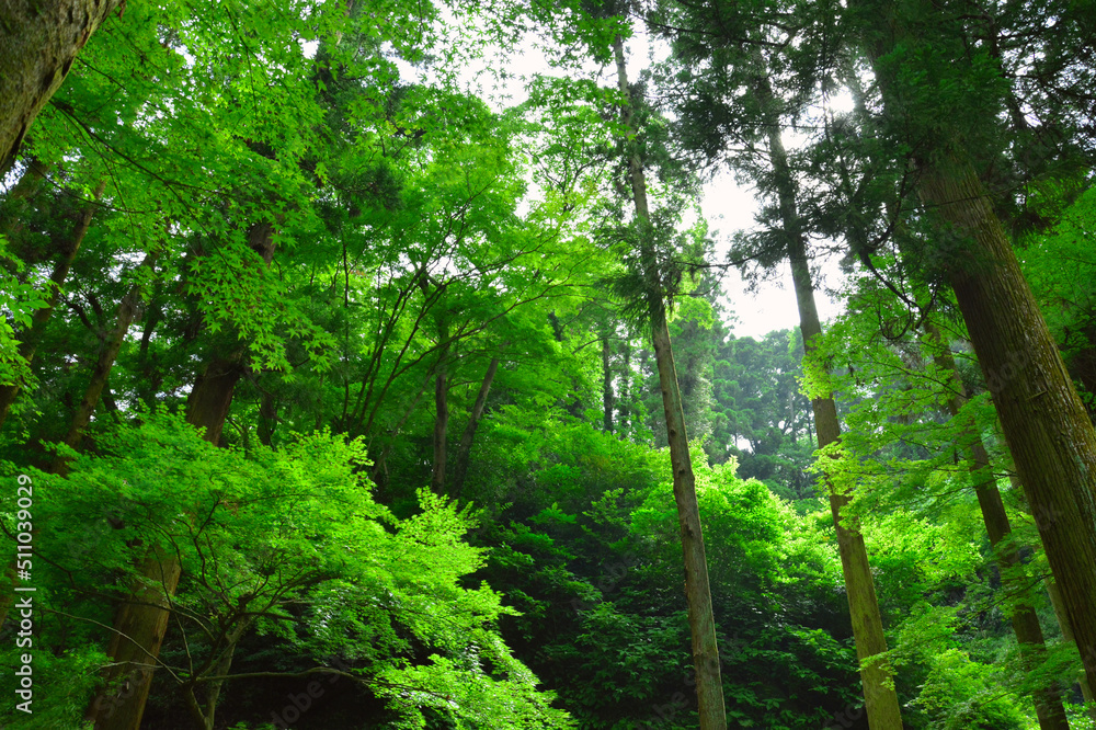 北鎌倉の木立の風景 北鎌倉の木立の風景