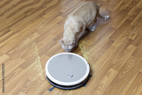 The reaction of a peach  cat to a modern robot vacuum cleaner. First meeting. Smart home. Pet and technology.