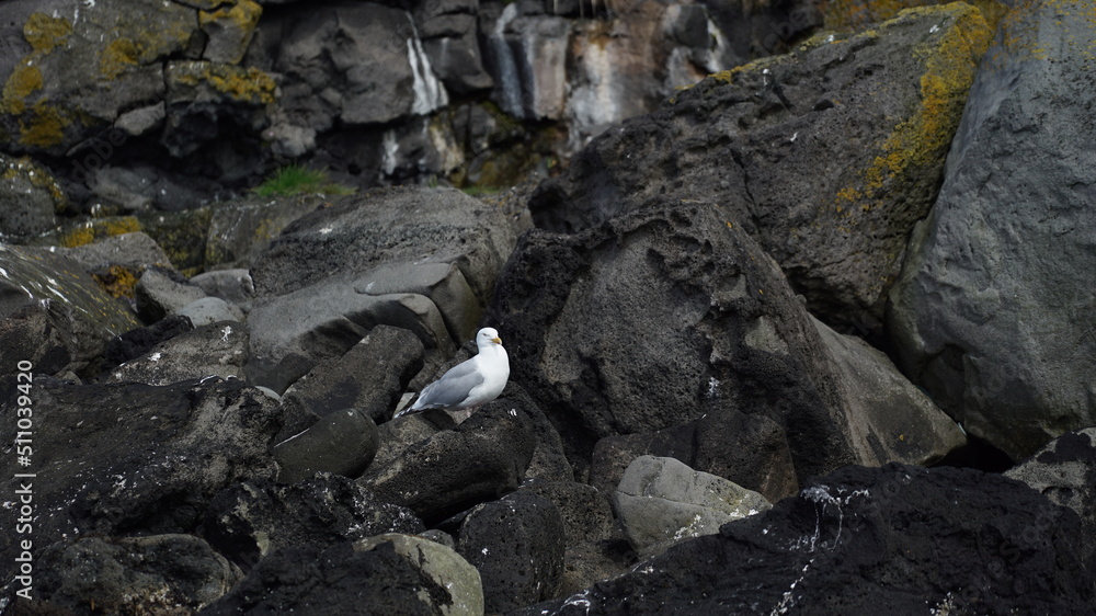 Möve auf einem Felsen in Reykjavik Möve auf einem Felsen in Reykjavik
