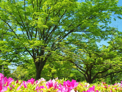 Fototapeta Naklejka Na Ścianę i Meble -  春の公園の新緑の欅と花咲く躑躅