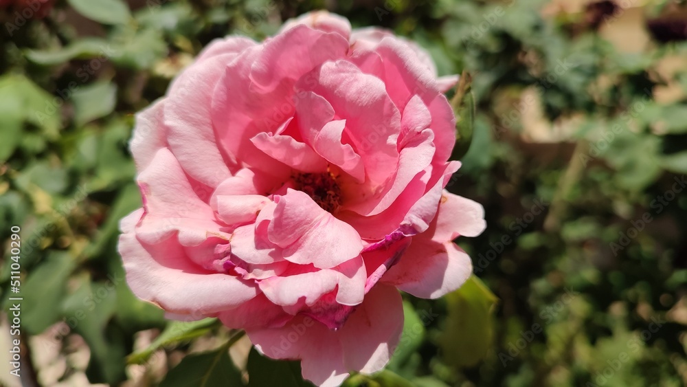 pink rose flower pink rose flower