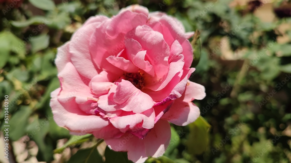 pink rose flower