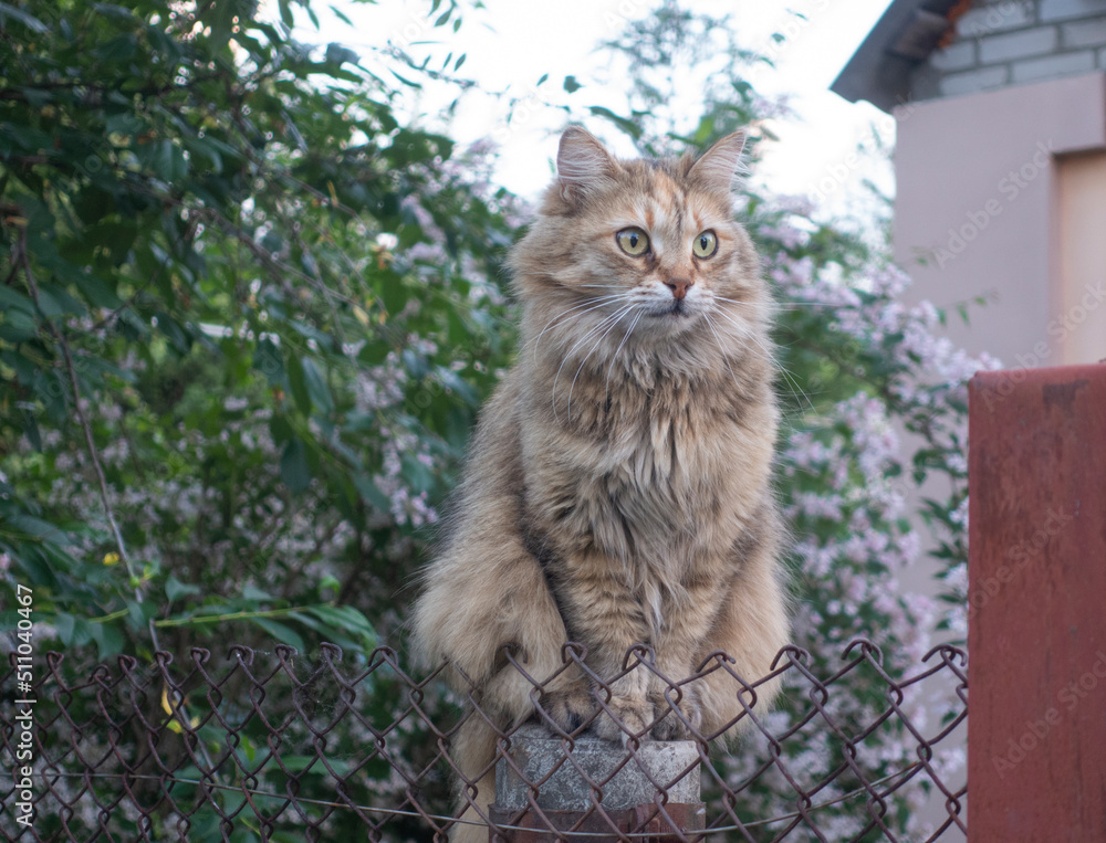 Cat sitting on a fence near a village house