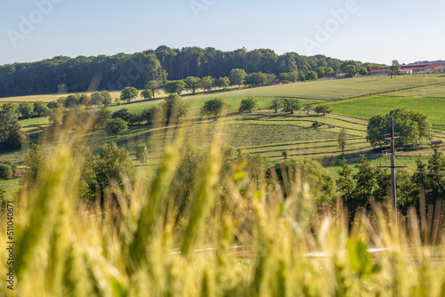 champs de blé et prairie dans une campagne vallonné et verdoyante