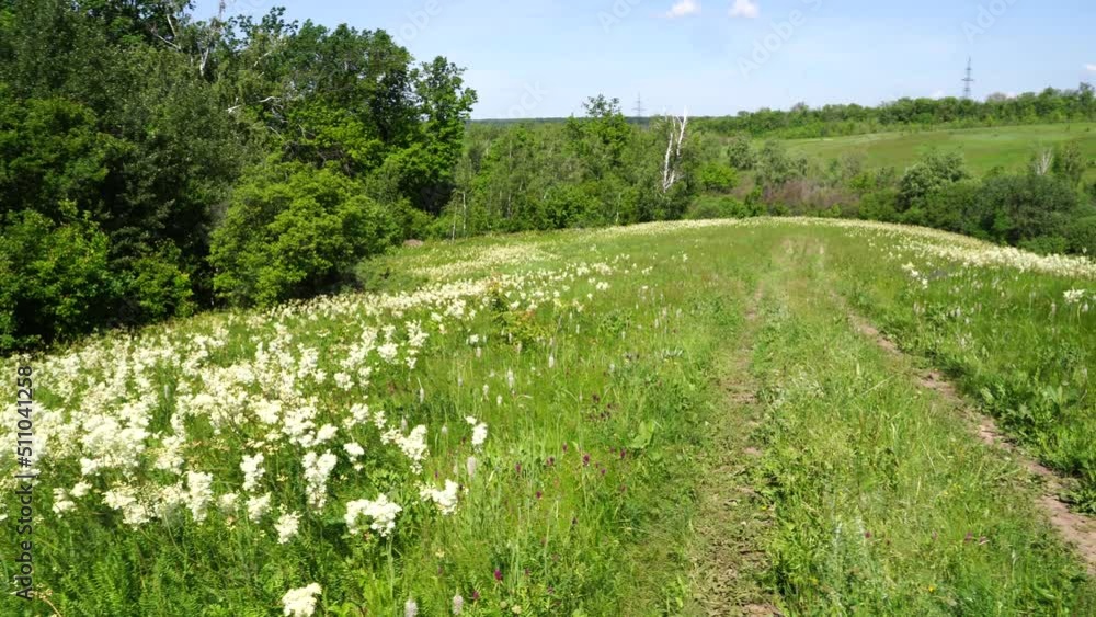 Meadow with lots of colorful spring flowers on sunny day. Nature floral background in early summer with fresh green grass. Summer day. Meadow with lots of colorful spring flowers on sunny day. Nature floral background in early summer with fresh green grass. Summer day.