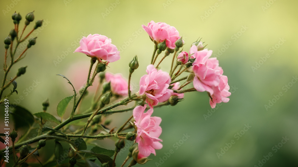 Closeup Shot of Beautiful Pink Polyantha Rose / Fairy Rose (Selective Focus, Blurred Background). Closeup Shot of Beautiful Pink Polyantha Rose / Fairy Rose (Selective Focus, Blurred Background).
