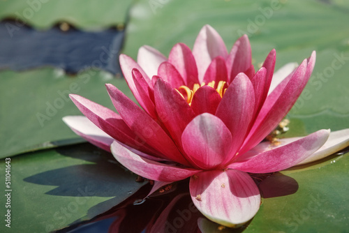 Large bud of pink lotus with green leaves on the water in the lake side view.