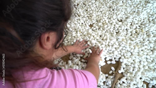 Silkworms feeding on mulberry leaves in a silkworm production facility.
Processes of preparing silkworm cocoons for silk production.