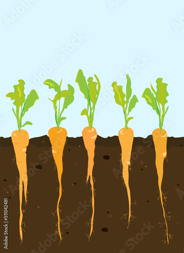 A cross-section of carrots growing in rich, dark soil. Space for your text. EPS10 vector format.