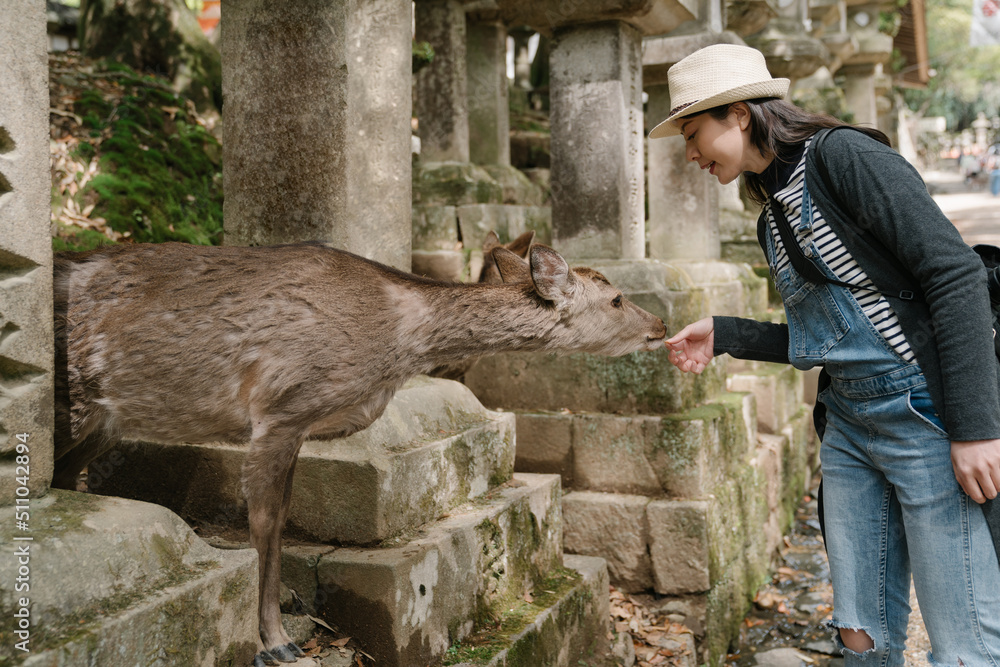 korean woman traveler is feeding a deer that appears among stone lanterns. portrait docile deer craning its neck to eat.