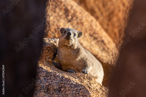 Hyrax sitting on a rock at sunset