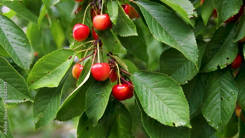 Close-up of ripe yellow cherries, berries hanging on a tree branch. Juicy green leaves. An orchard. Close-up of ripe yellow cherries, berries hanging on a tree branch. Juicy green leaves. An orchard.