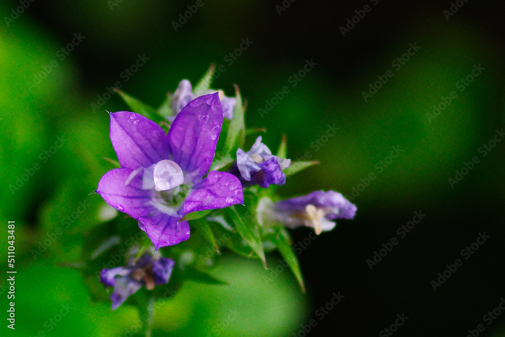 Fototapeta premium キキョウソウが咲く