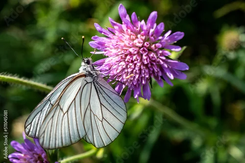 Obraz papillon blanc sur fleur mauve